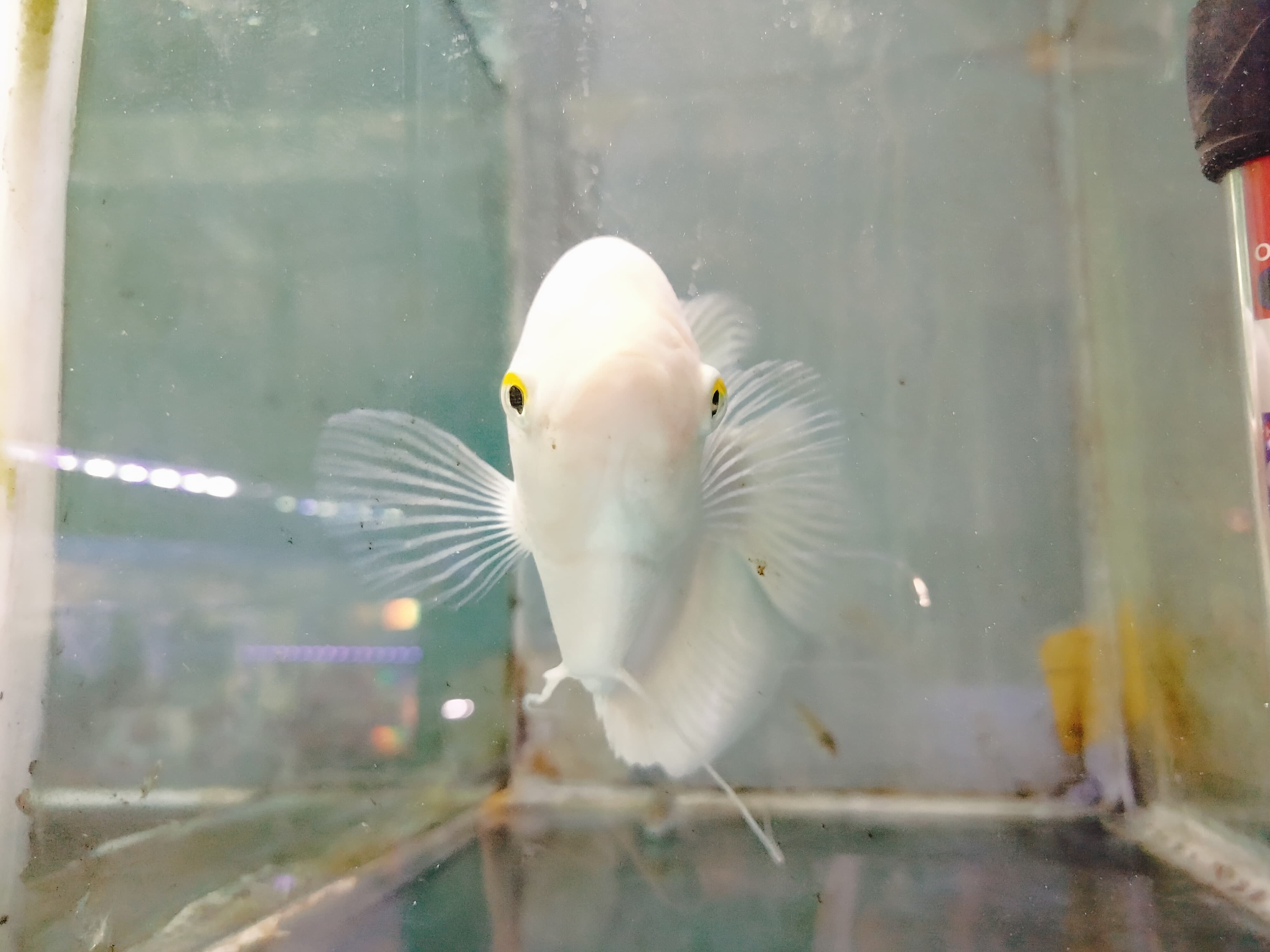 Ikan Gurame